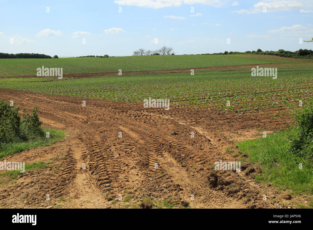 Freshly planted crop seedlings in field, Boyton, Suffolk, England Stock Photo