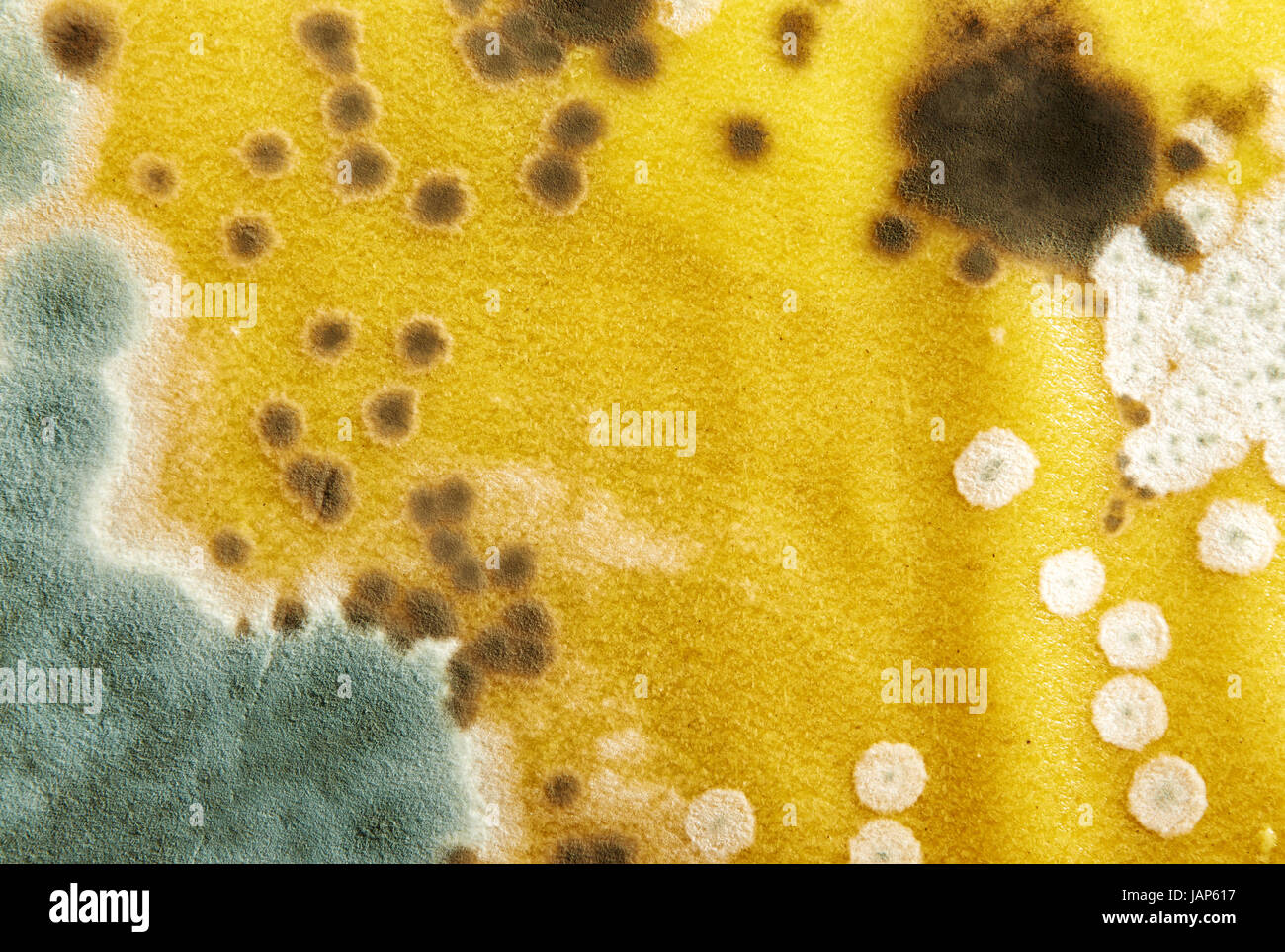 Mold on noodles for lasagna Stock Photo Alamy