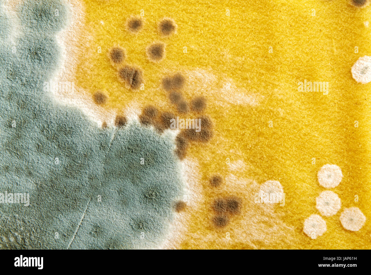 Mold on noodles lasagna hires stock photography and images Alamy