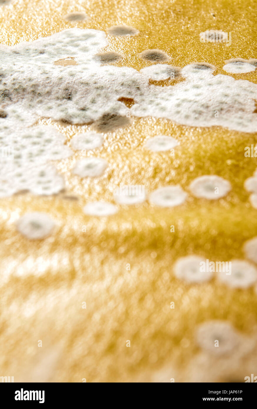 Mold on noodles for lasagna Stock Photo Alamy