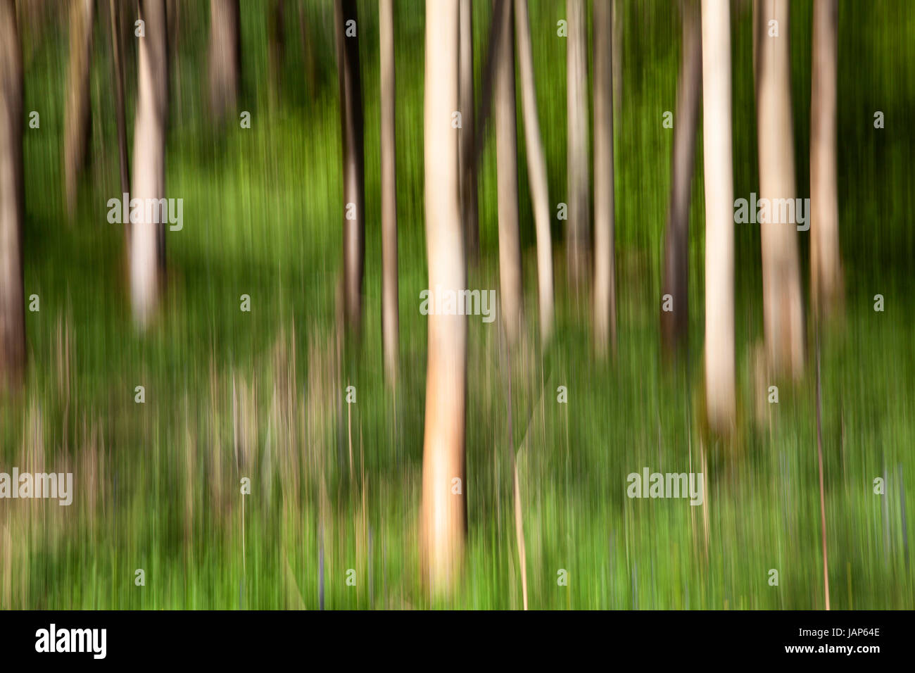 ICM, Intentional Camera Movement in Strid Woods, Bolton Abbey Estate, Wharfedale, Yorkshire Dales Stock Photo