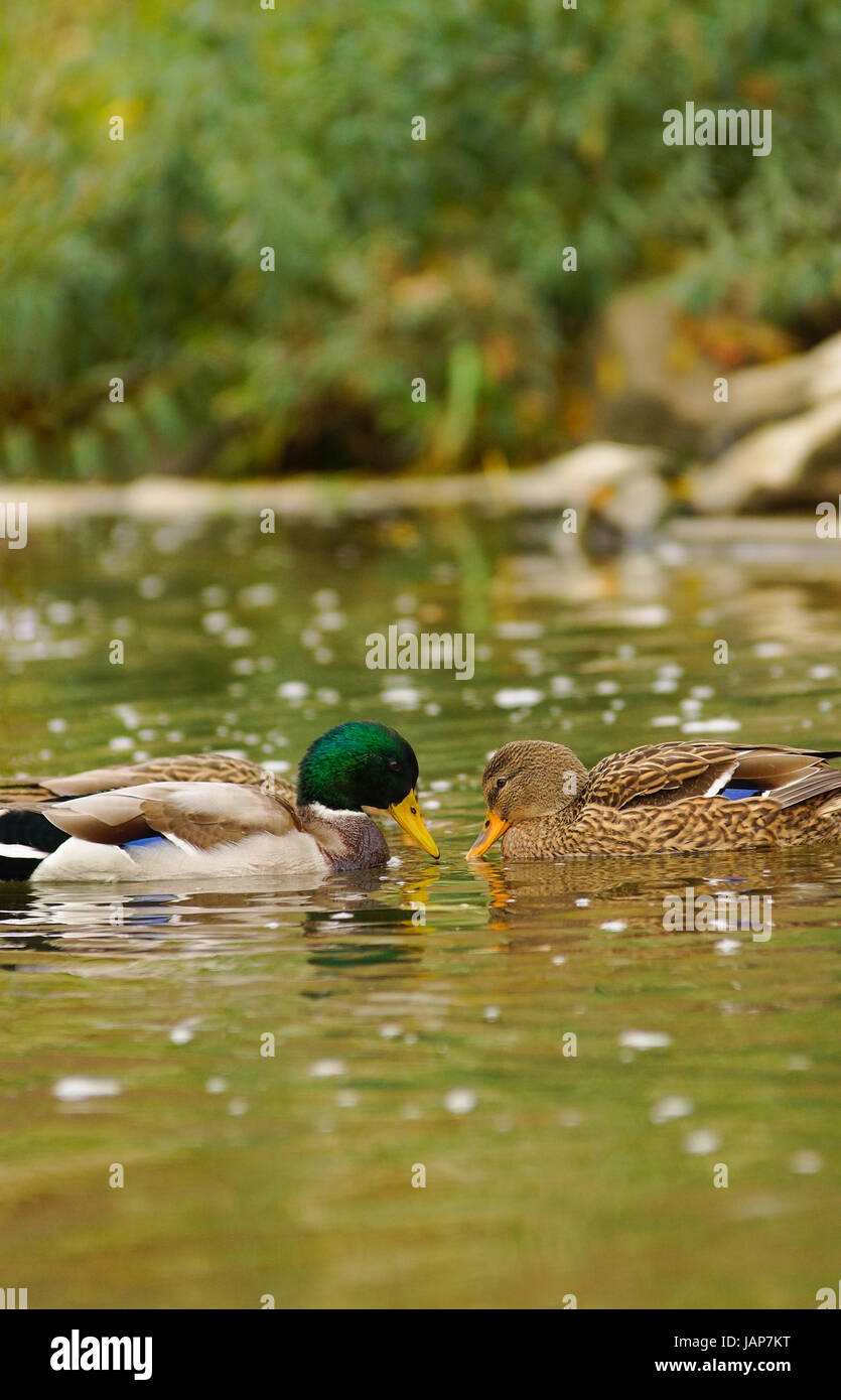 duck portrait duck swimming Stock Photo - Alamy