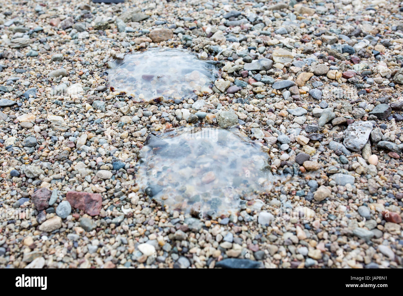 Washed up Jellyfish in UK Stock Photo