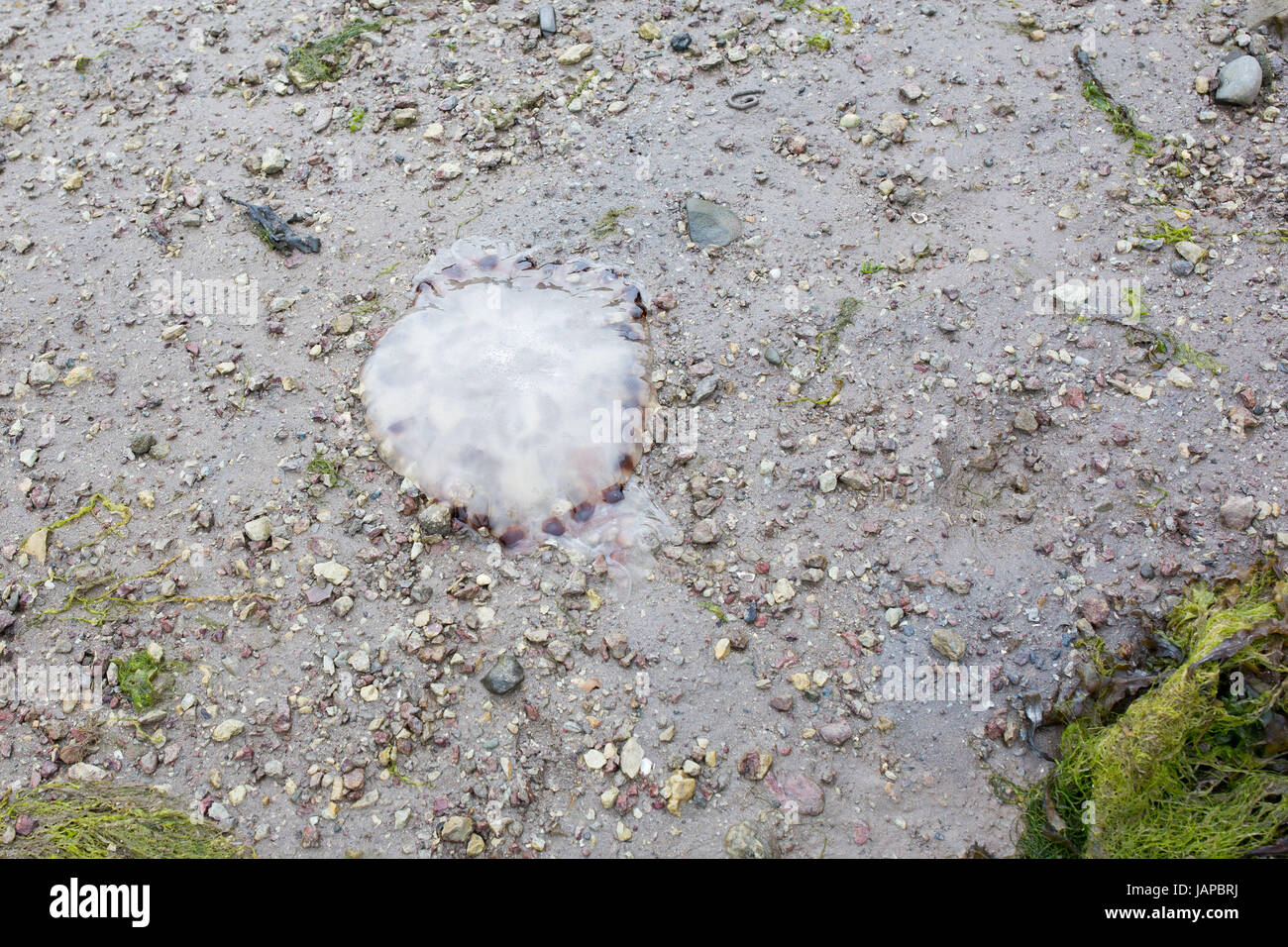 Washed up Jellyfish in UK Stock Photo