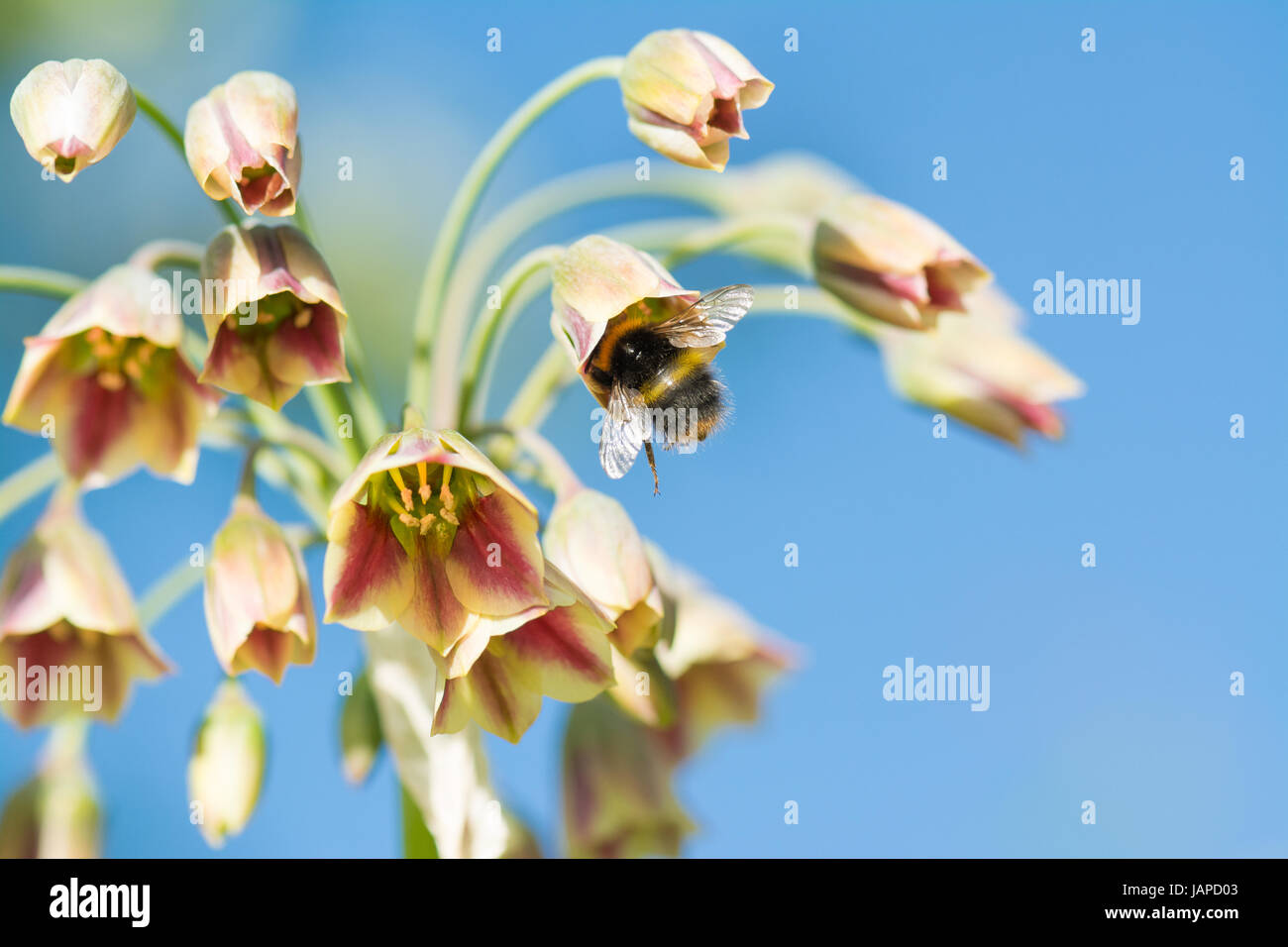 Nectaroscordum siculum sicilian honey garlic.                          Stirlingshire, Scotland, UK. 7th June, 2017. UK weather - blue skies in Stirlingshire as bumblebees drink nectar from Honey Garlic flowers ahead of the rain forecast tomorrow Credit: Kay Roxby/Alamy Live News Stock Photo