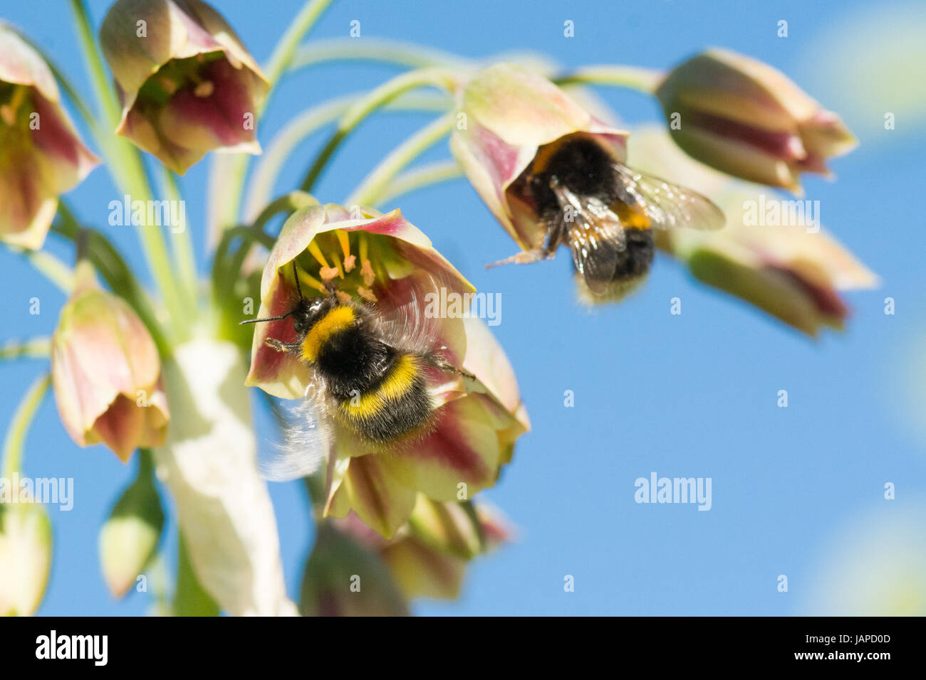 Sicillian honey garlic, Nectaroscordum siculum.                         Stirlingshire, Scotland, UK. 7th June, 2017. UK weather - blue skies in Stirlingshire as bumblebees drink nectar from Honey Garlic flowers ahead of the rain forecast tomorrow Credit: Kay Roxby/Alamy Live News Stock Photo