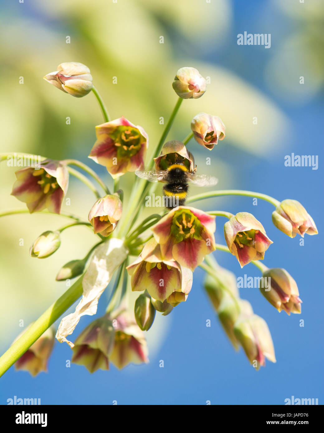 Sicillian honey garlic, Nectaroscordum siculum.                         Stirlingshire, Scotland, UK. 7th June, 2017. UK weather - blue skies in Stirlingshire as bumblebees drink nectar from Honey Garlic flowers ahead of the rain forecast tomorrow Credit: Kay Roxby/Alamy Live News Stock Photo