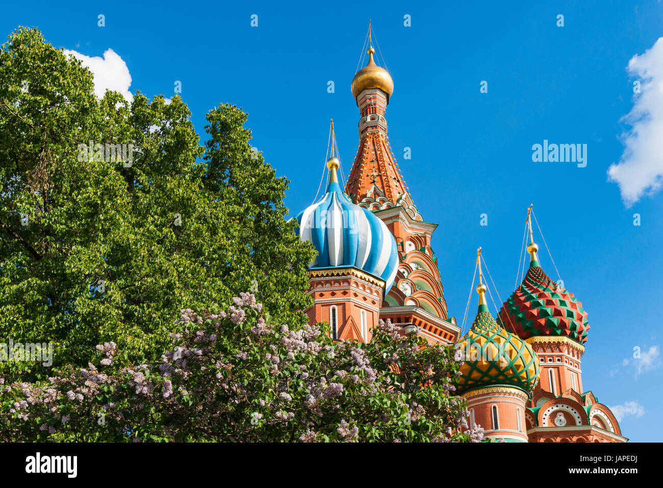 Russian Weather, Moscow. Wednesday, June 7, 2017. After a sequence of cold, rainy and even snowy days, sunny and warm day today in Moscow. The temperature is about +20C (68F). The lilacs blooming period is at least two weeks late this year because of cold spring. Red Square, Spassky (Savior's) tower and St. Basil's cathedral under the blue skies and sun rays. Some unusual visitor of Red Square also welcomes the summer warmth. Credit: Alex's Pictures/Alamy Live News Stock Photo