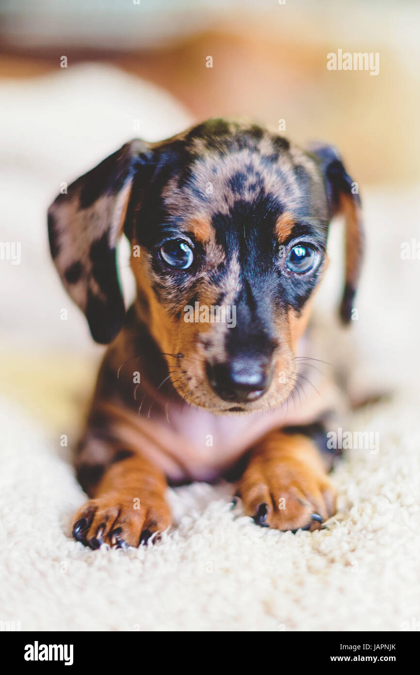 Dachshund Puppy Dapple Stock Photo