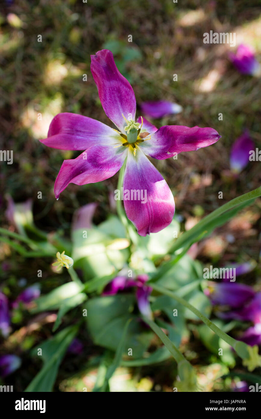 A purple tulip losing it's petals as they have fallen to the ground below the plant in a garden. Stock Photo