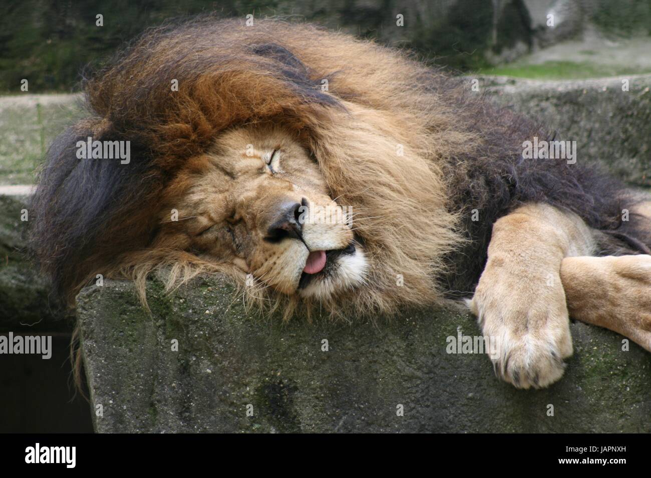 Lion Close Up Stock Photo