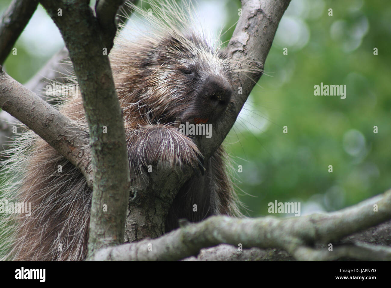 Close Up of Porcupine in Tree Stock Photo
