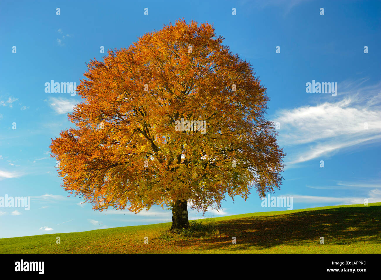 Große Buche im Herbst Stock Photo