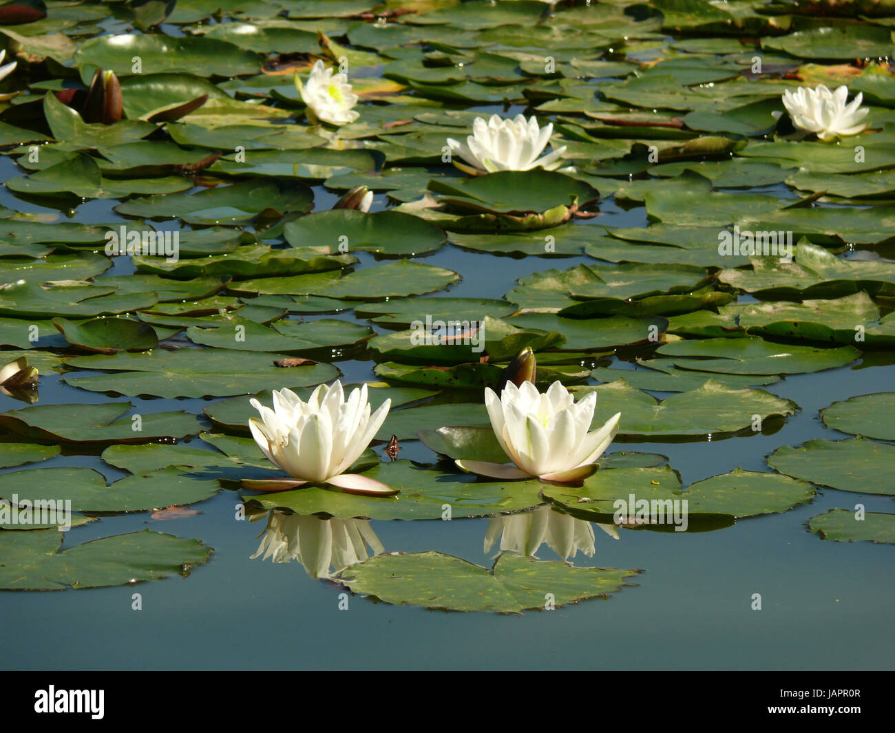 lake inland water Stock Photo - Alamy