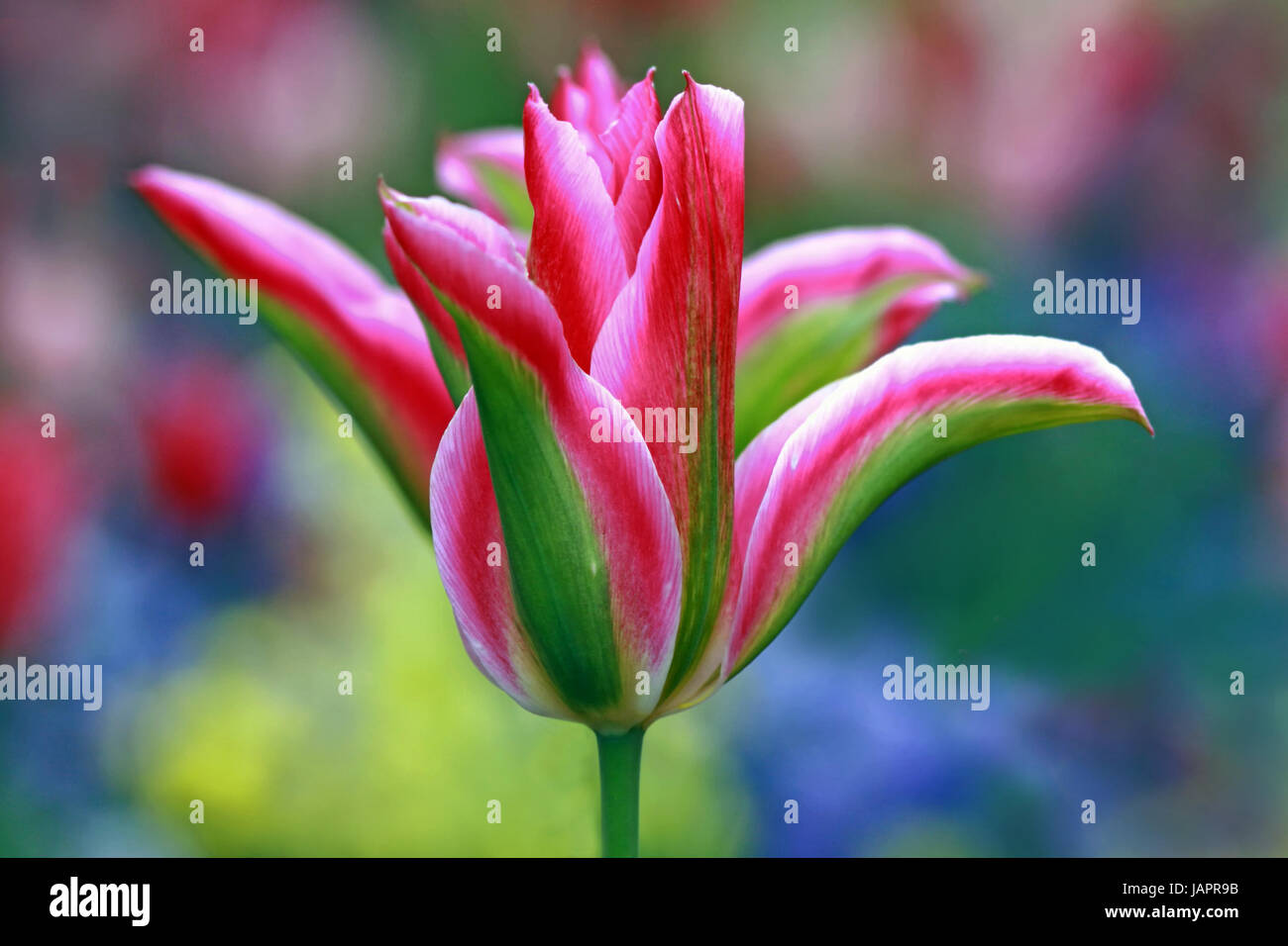 harlequin tulip in pink and green Stock Photo