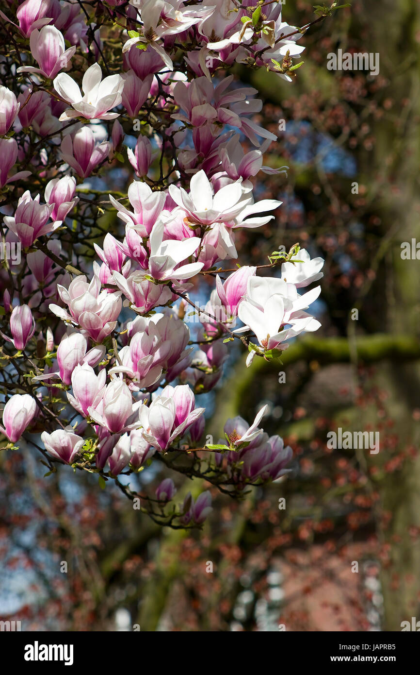 blooming magnolia tree Stock Photo - Alamy