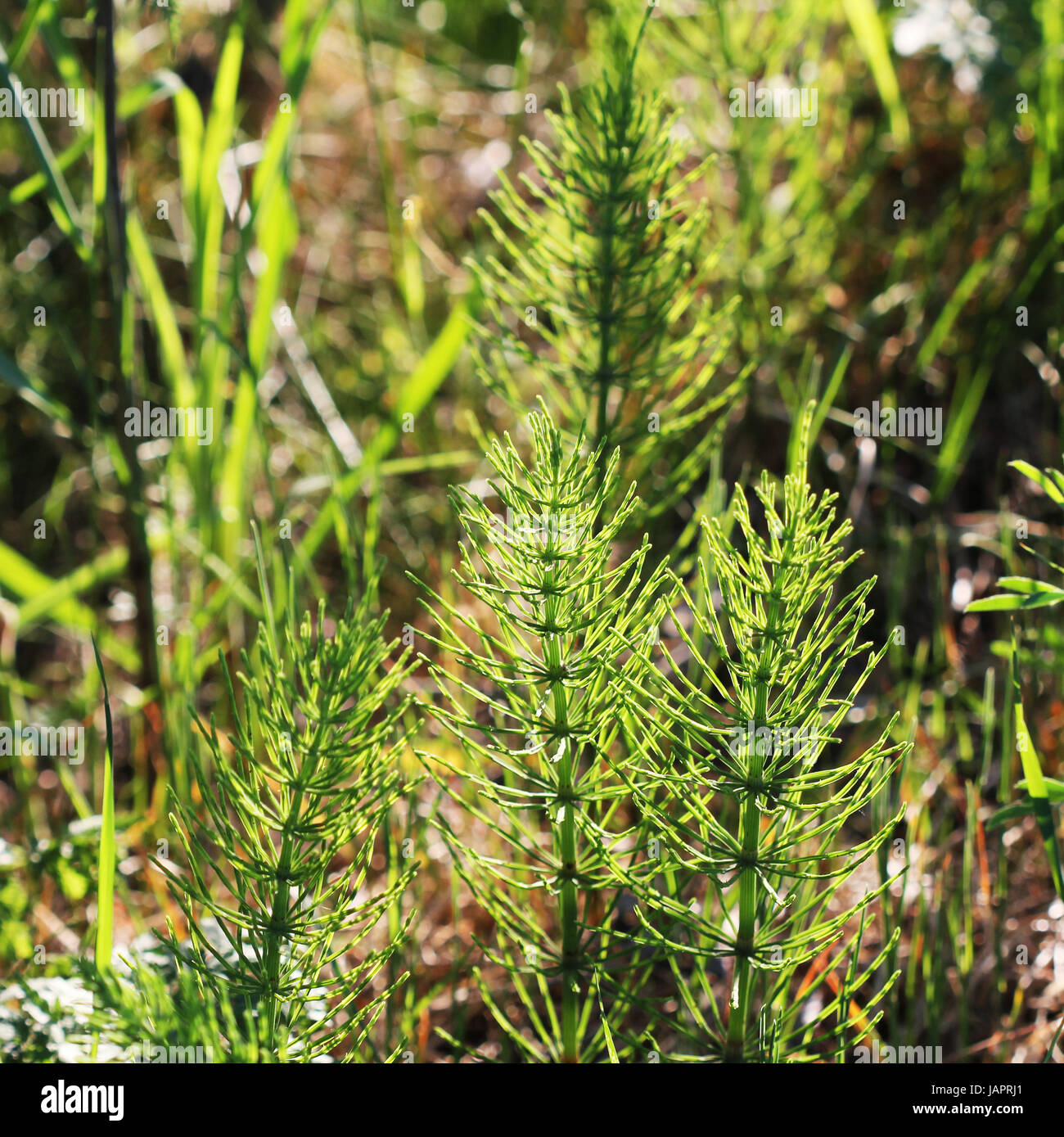 Wild plants - green background of horsetail or Tolkachik or Equisetum arvense . Common Horsetail in spring Stock Photo
