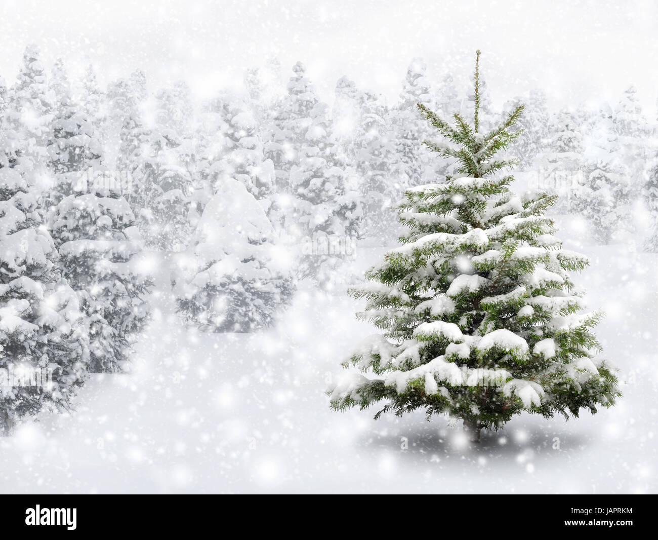 Tannenbaum Schneefall 2025 Alison Augusta