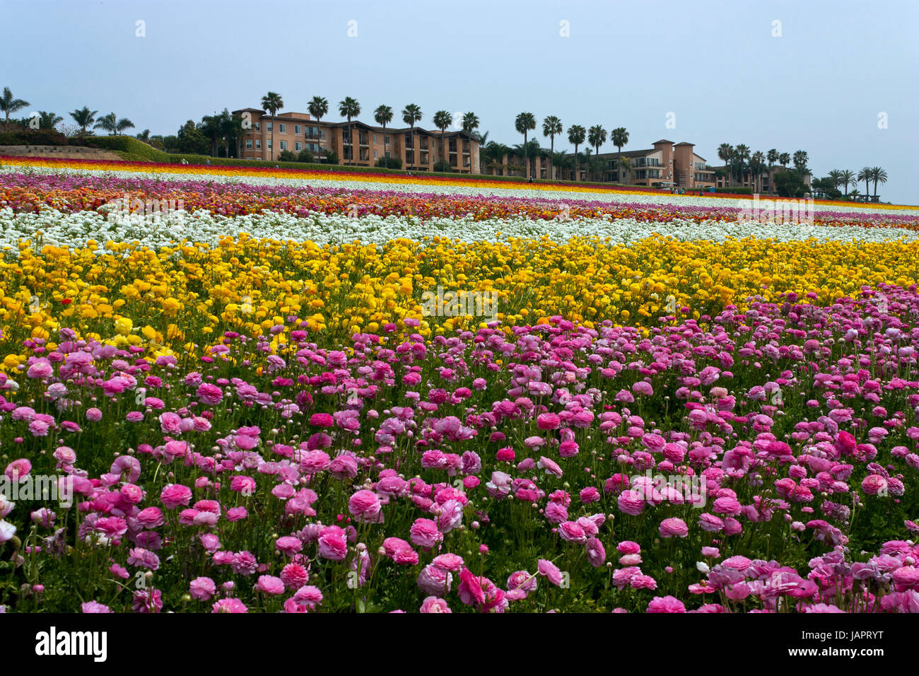 Flower field carlsbad hires stock photography and images Alamy
