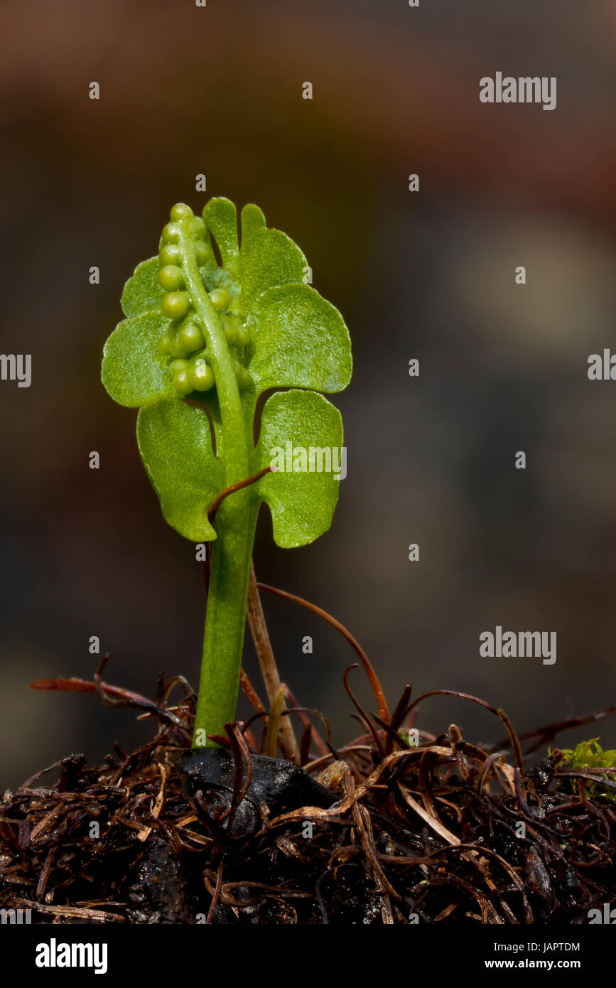 Moonwort Botrychium Lunaria Stock Photos & Moonwort Botrychium Lunaria ...