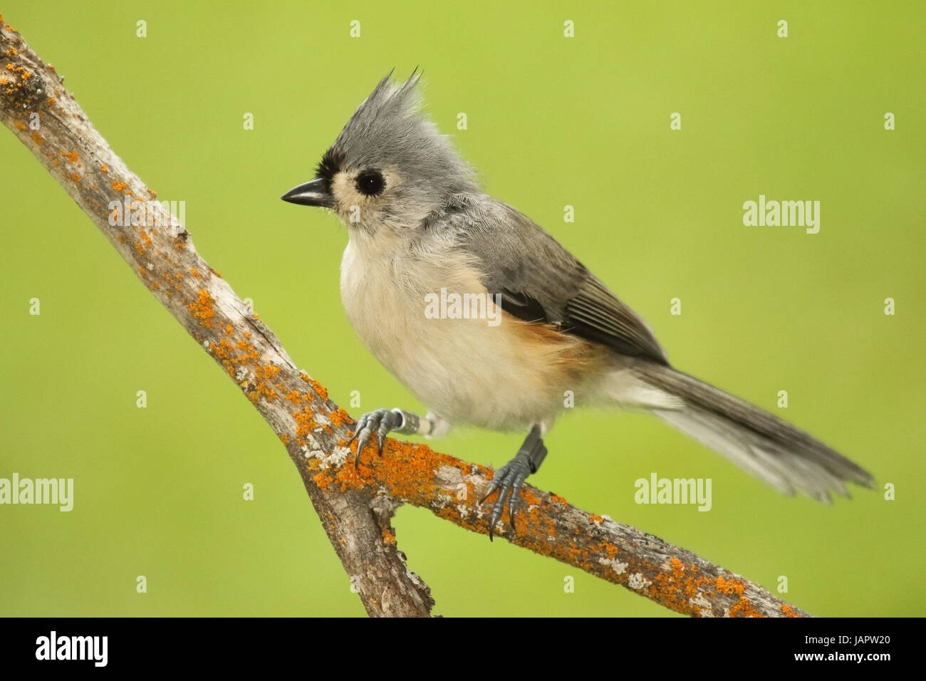 Punch Needle Pattern Coloring Book Page Tufted Titmouse and Flowers 