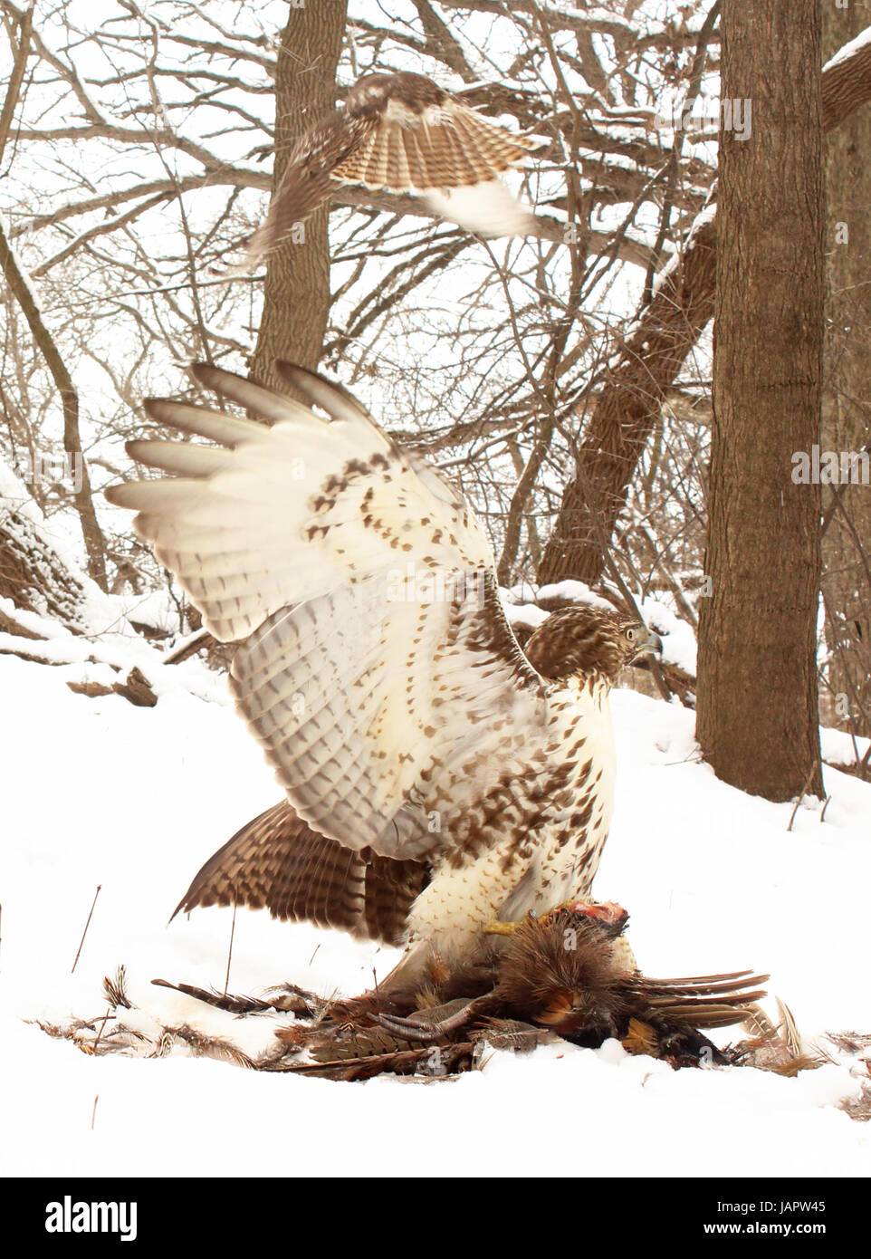 A Redtailed Hawk chasing off foe from food during winter in Wisconsin