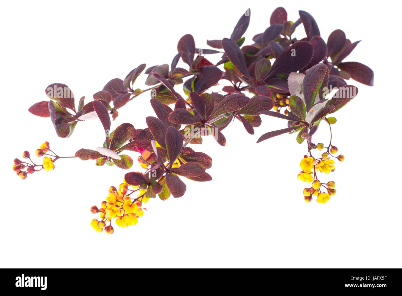 Flowering twigs of barberry red on white Stock Photo