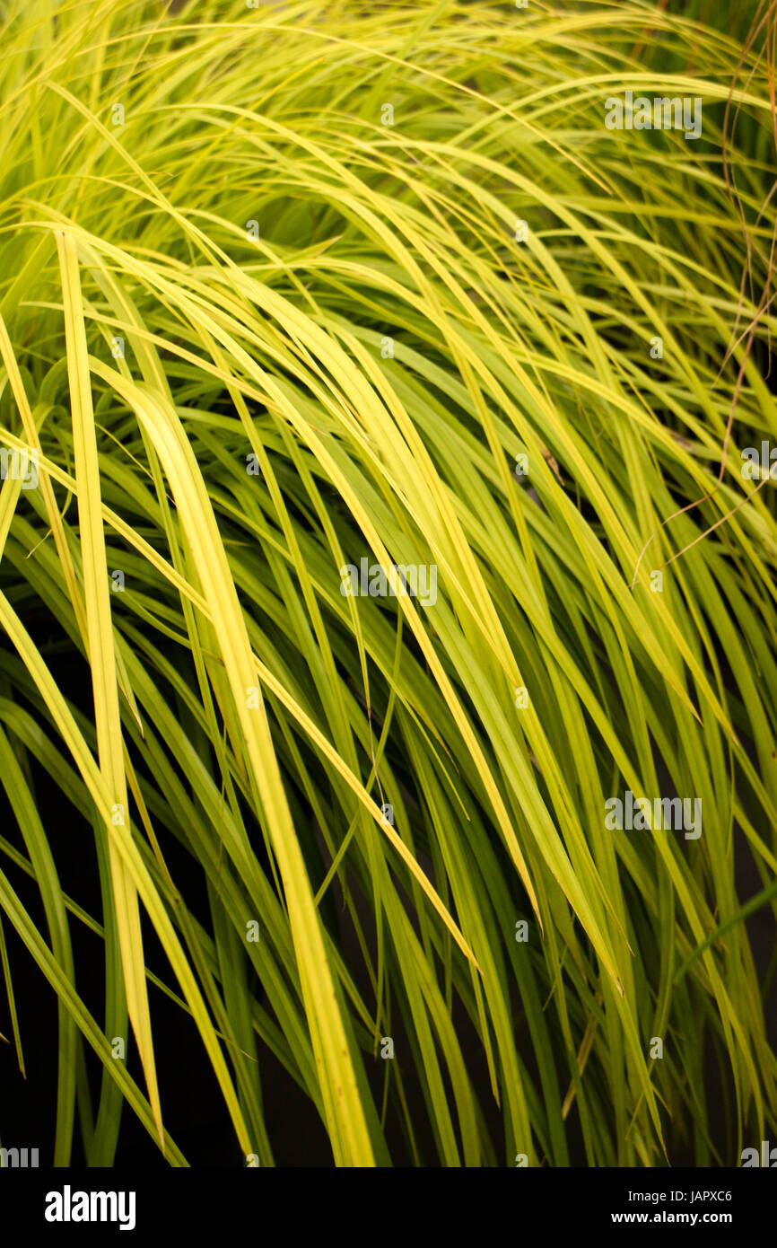 Ornamental Grass 'Carex oshimensis 'Everillo' Stock Photo Alamy