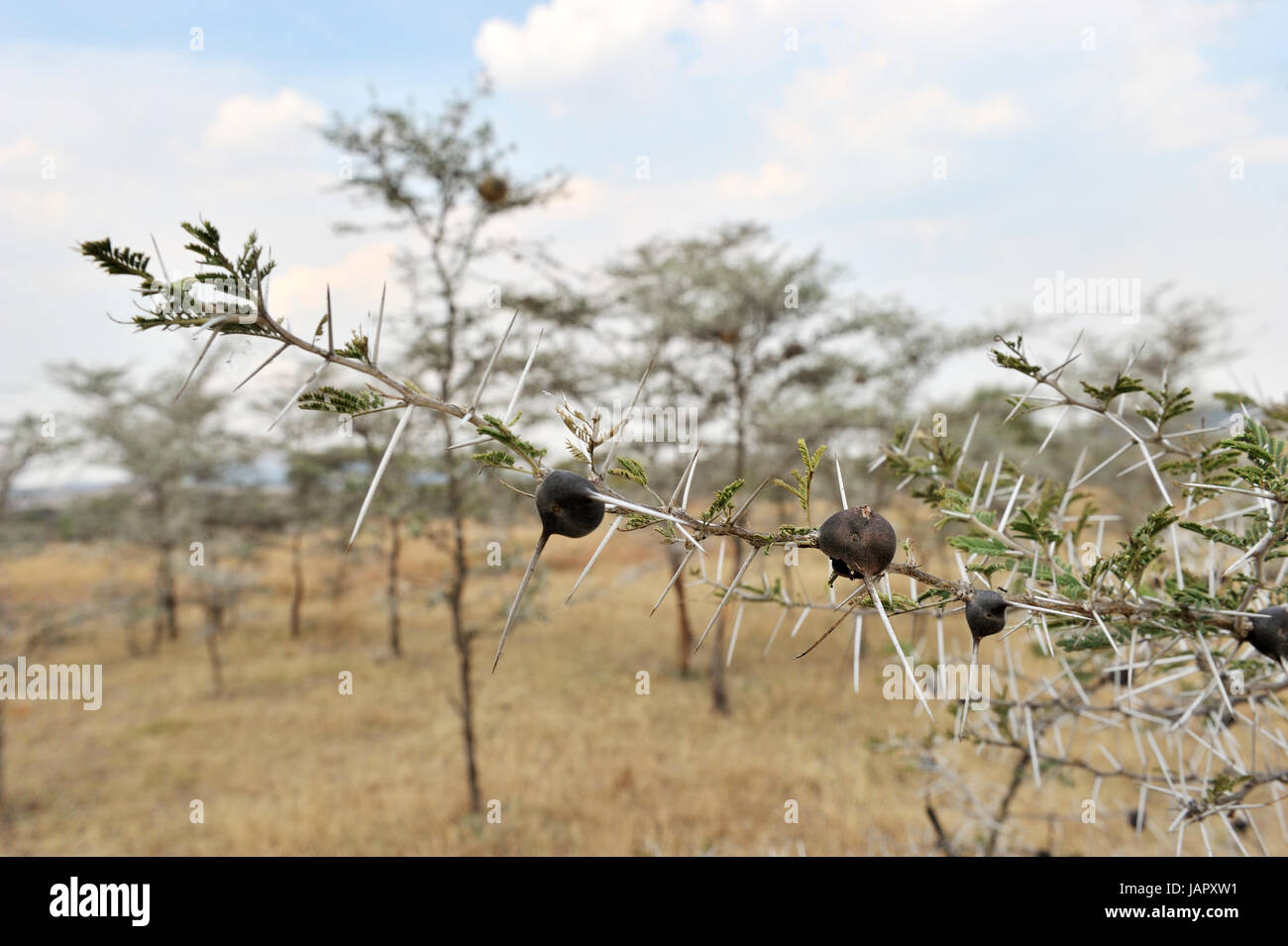 Whistling thorn acacia (Acacia drepanolobium) close-up detail and fruits, Grumeti river, Serengeti National Park, Tanzania. Stock Photo