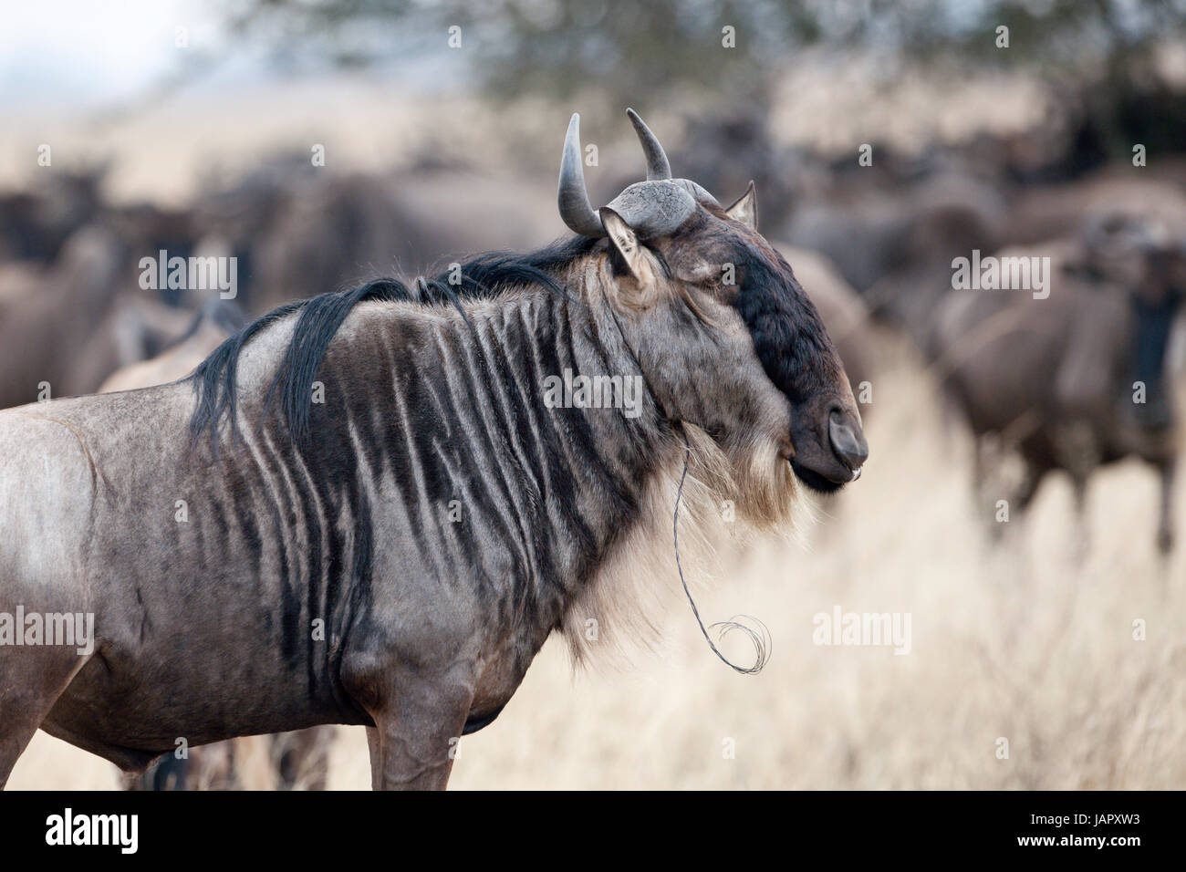 Wildebeest (Connochaetes taurinus) standing with snare from illegal poaching around his neck, Serengeti national park, Tanzania Stock Photo