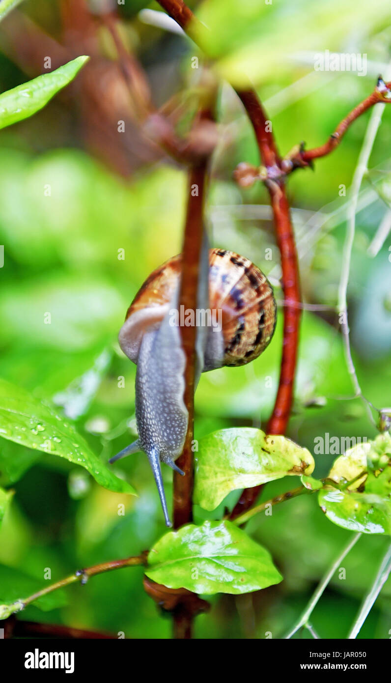 Garden Snails, Helix aspersa in British garden on plant Stock Photo Alamy