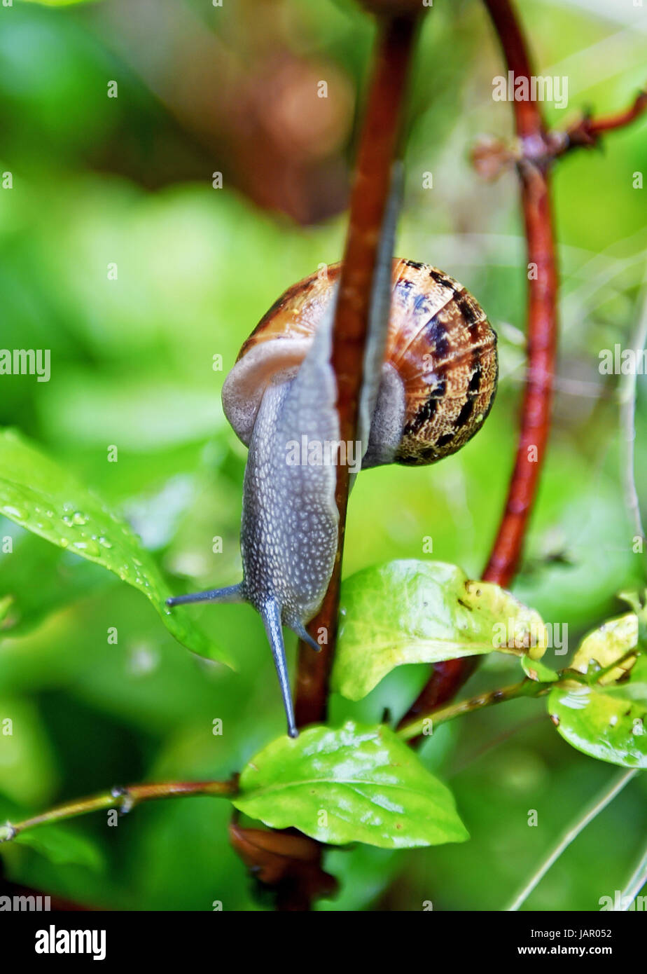 Uk snails garden hires stock photography and images Alamy