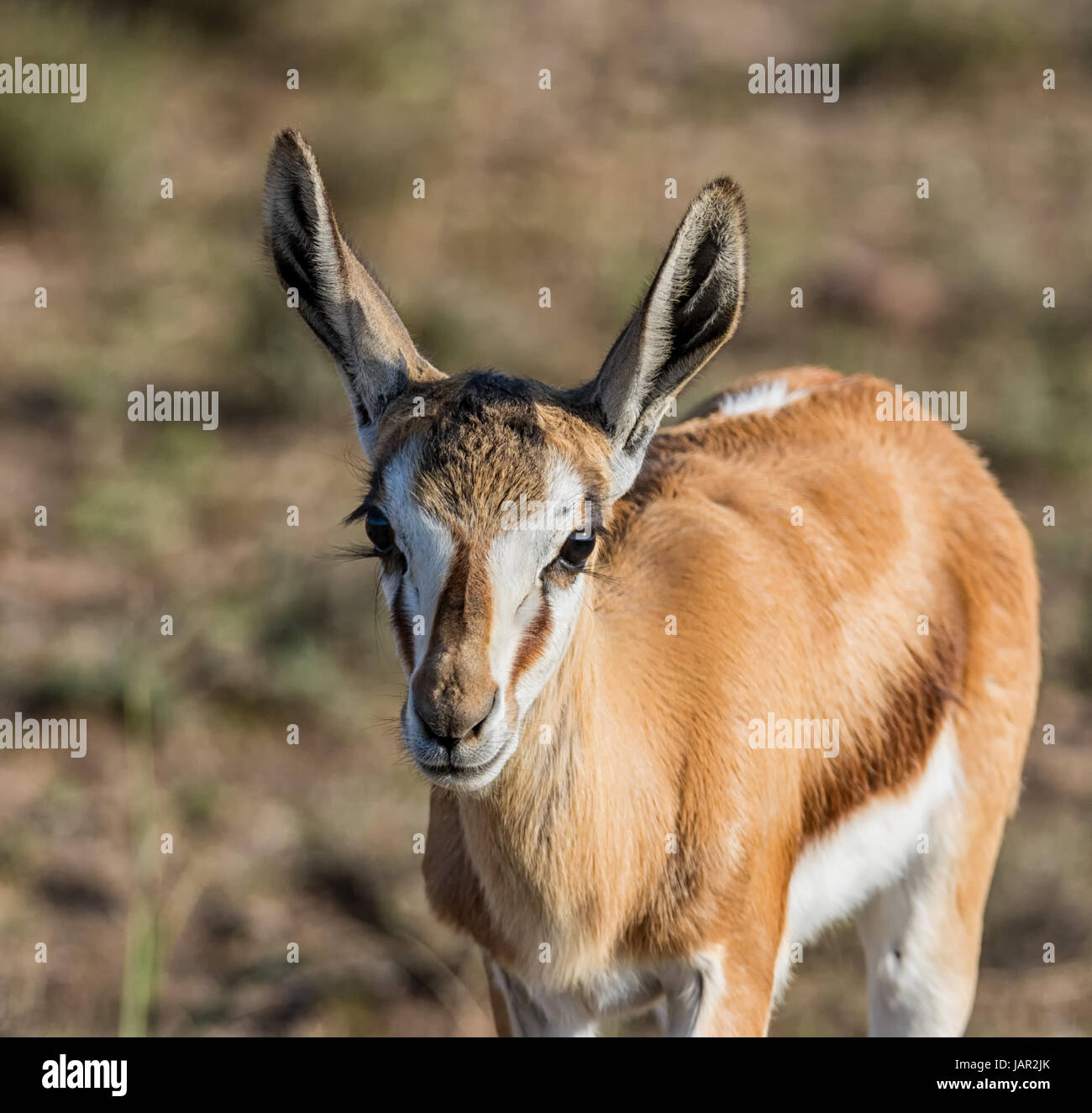 Juvenile Springbok antelope in Southern African savanna Stock Photo - Alamy