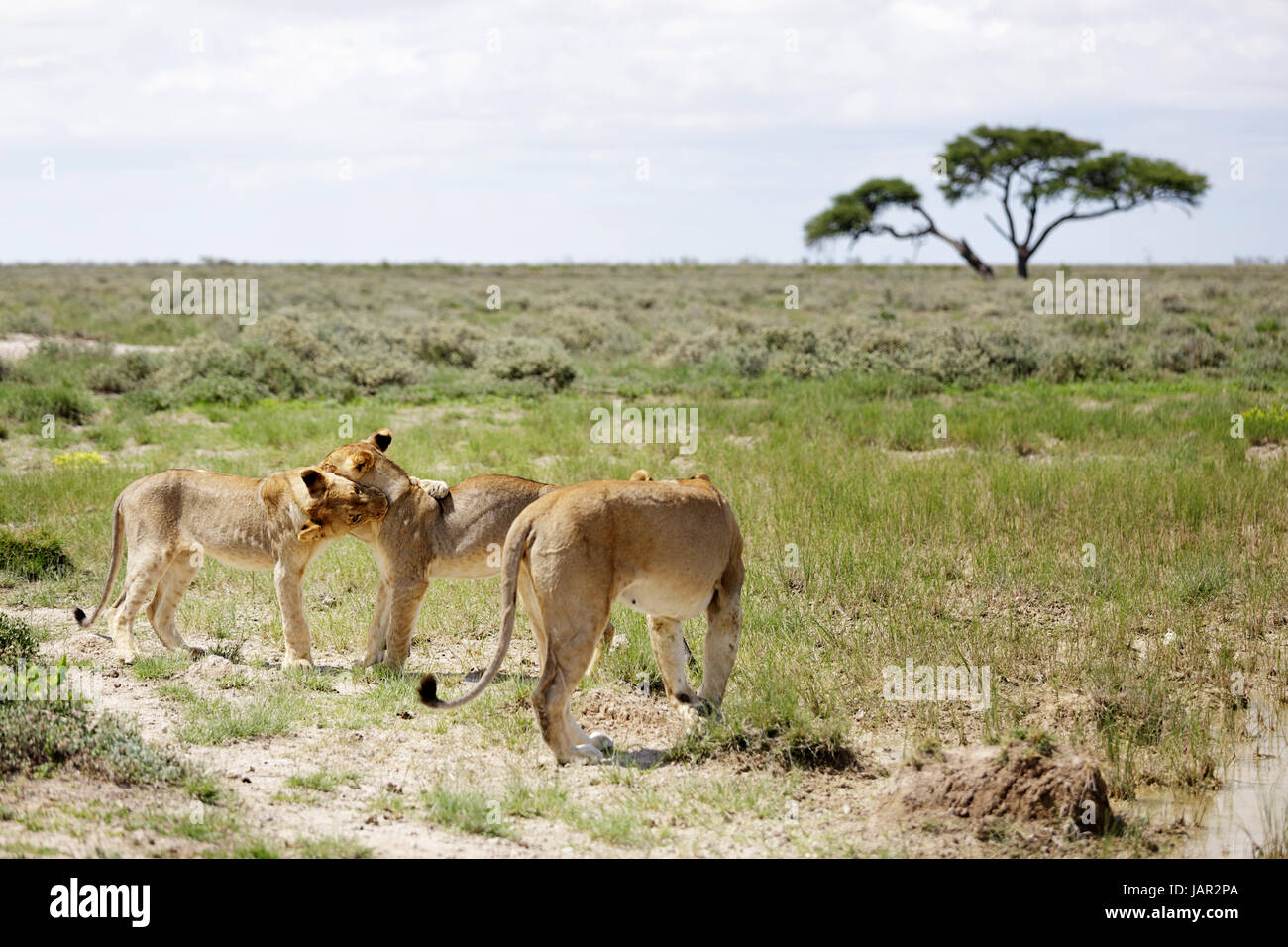 three lions by a water hole, Etosha National Park, Namibia. Stock Photo
