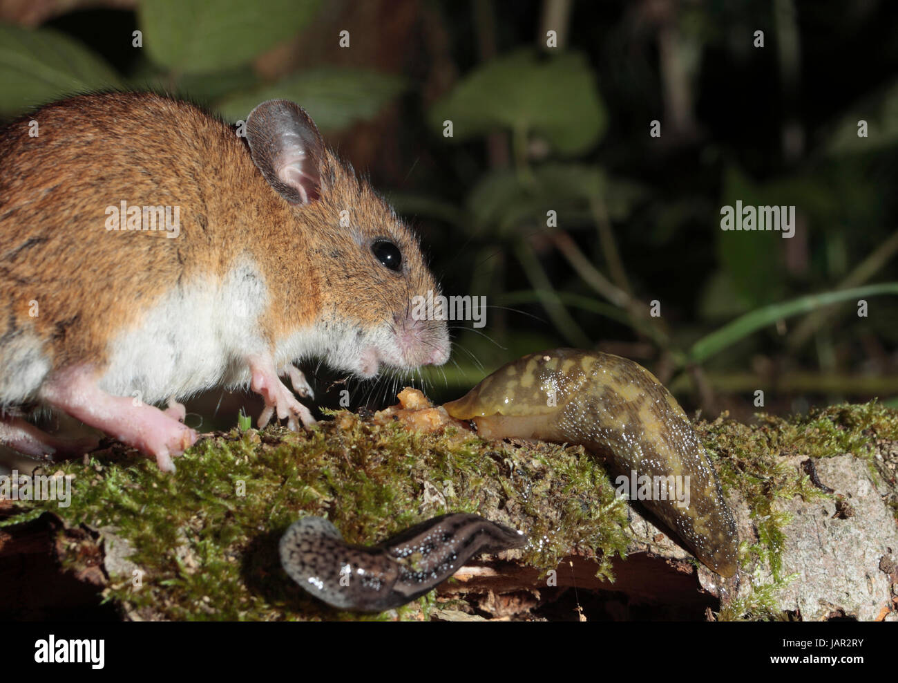 Wood Mouse Stock Photo