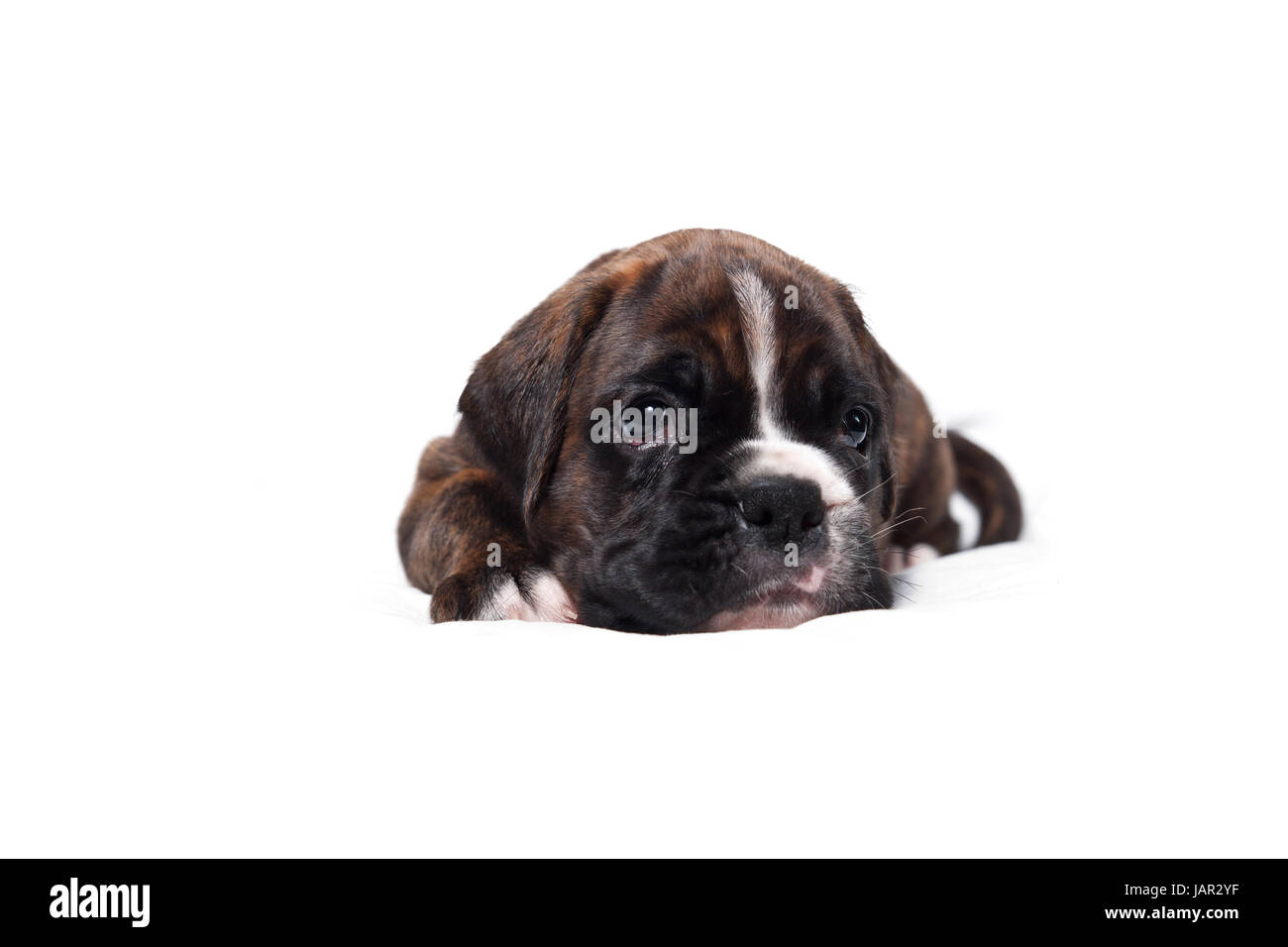 boxer puppy with white background Stock Photo