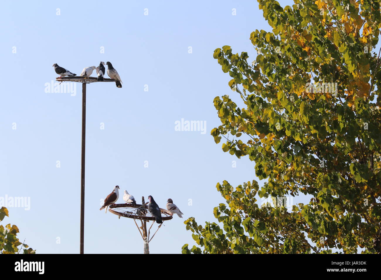 pigeons sunbathing Stock Photo