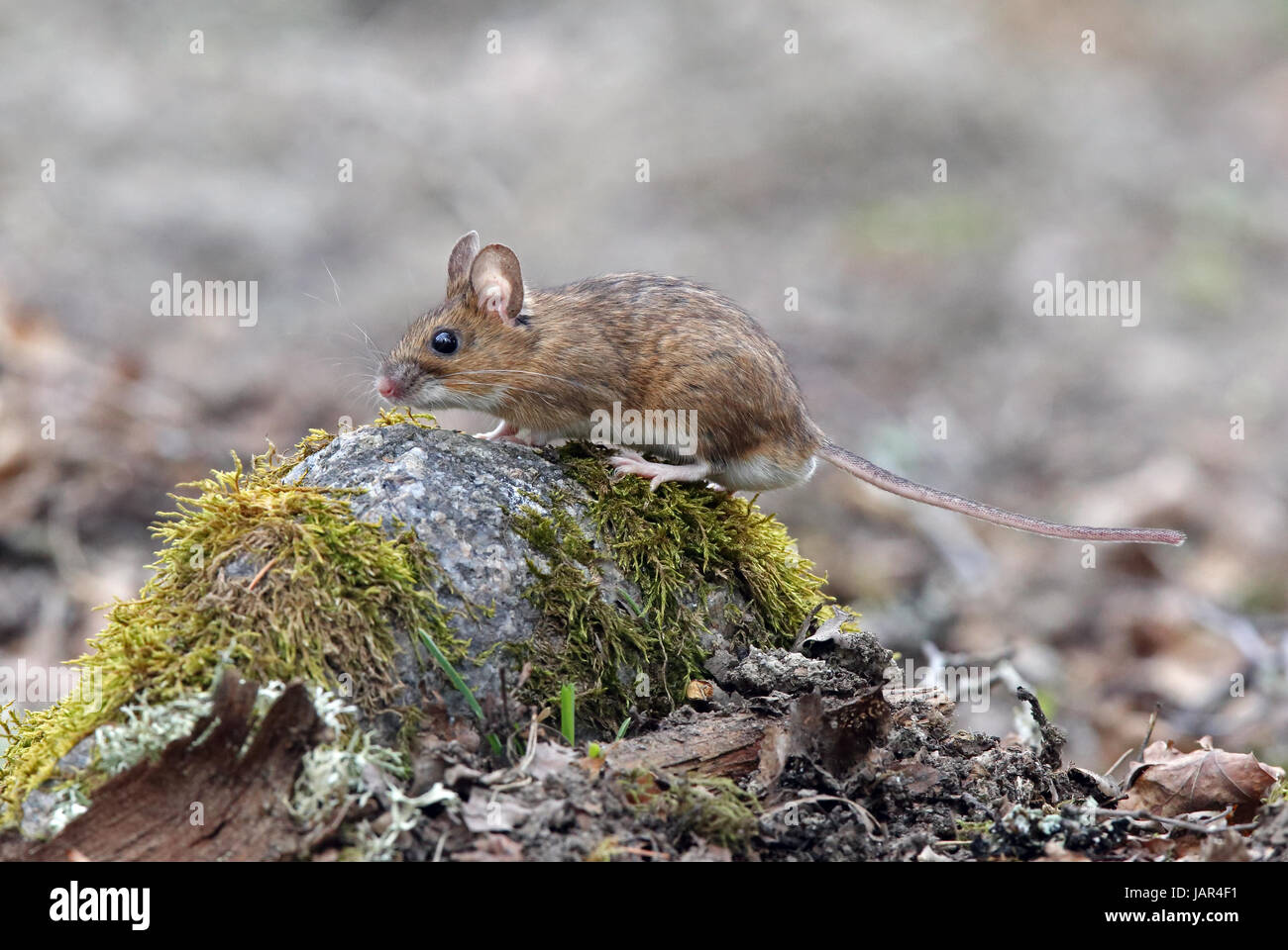 Yellow-necked mouse, Wild mouse, side wiew on a stone Stock Photo