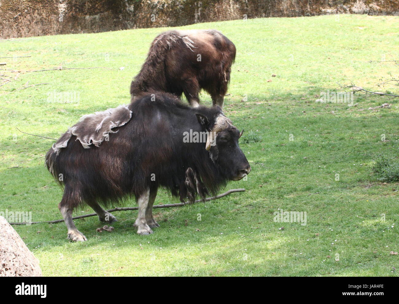 Pair of grazing Musk oxen (Ovibos moschatus) Stock Photo