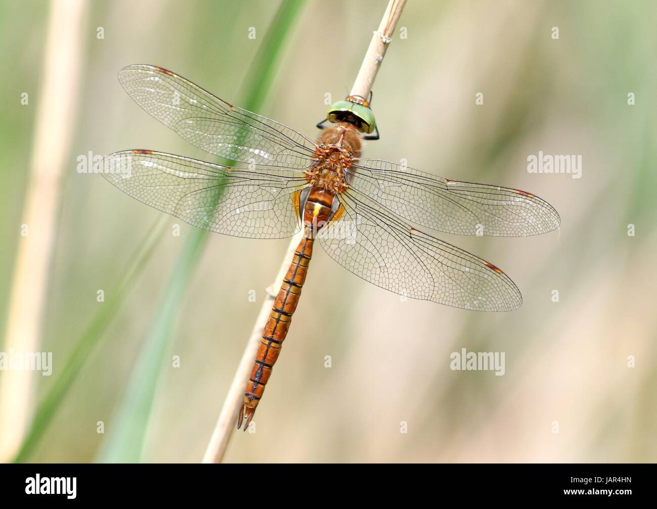 European Green Eyed hawker, a.k.a. Norfolk Hawker (Aeshna isoceles). Stock Photo