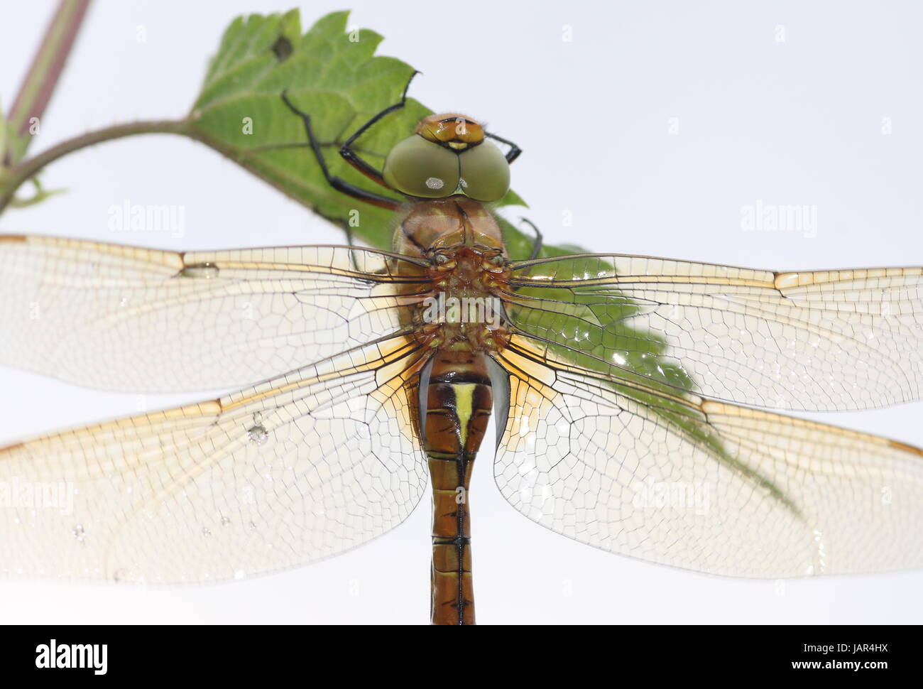 European Green Eyed hawker, a.k.a. Norfolk Hawker (Aeshna isoceles). Stock Photo