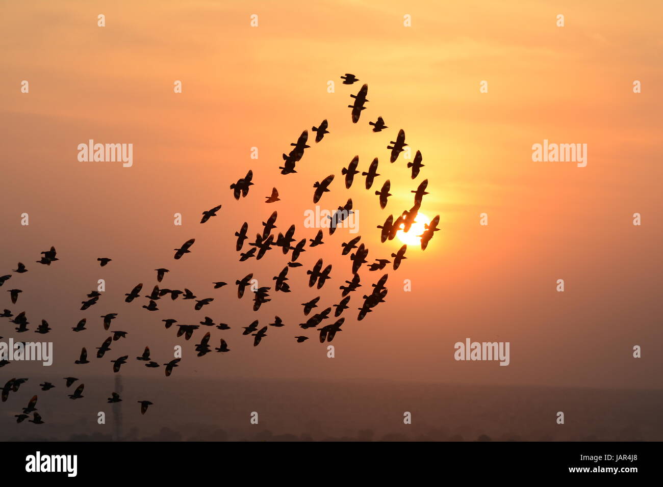 Flocking behavior of evening birds High Resolution Stock Photography ...