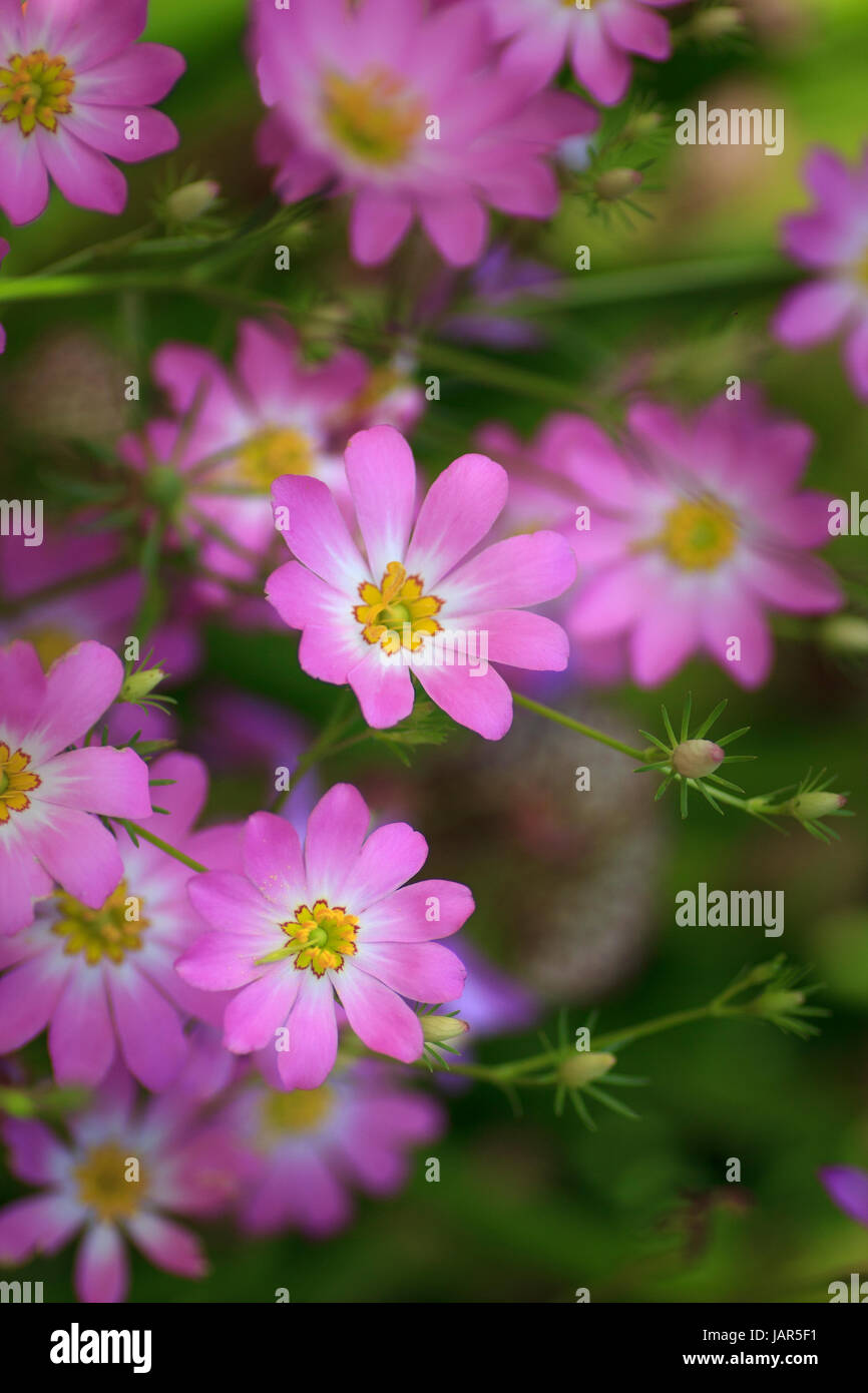Perennial garden plants hires stock photography and images Alamy