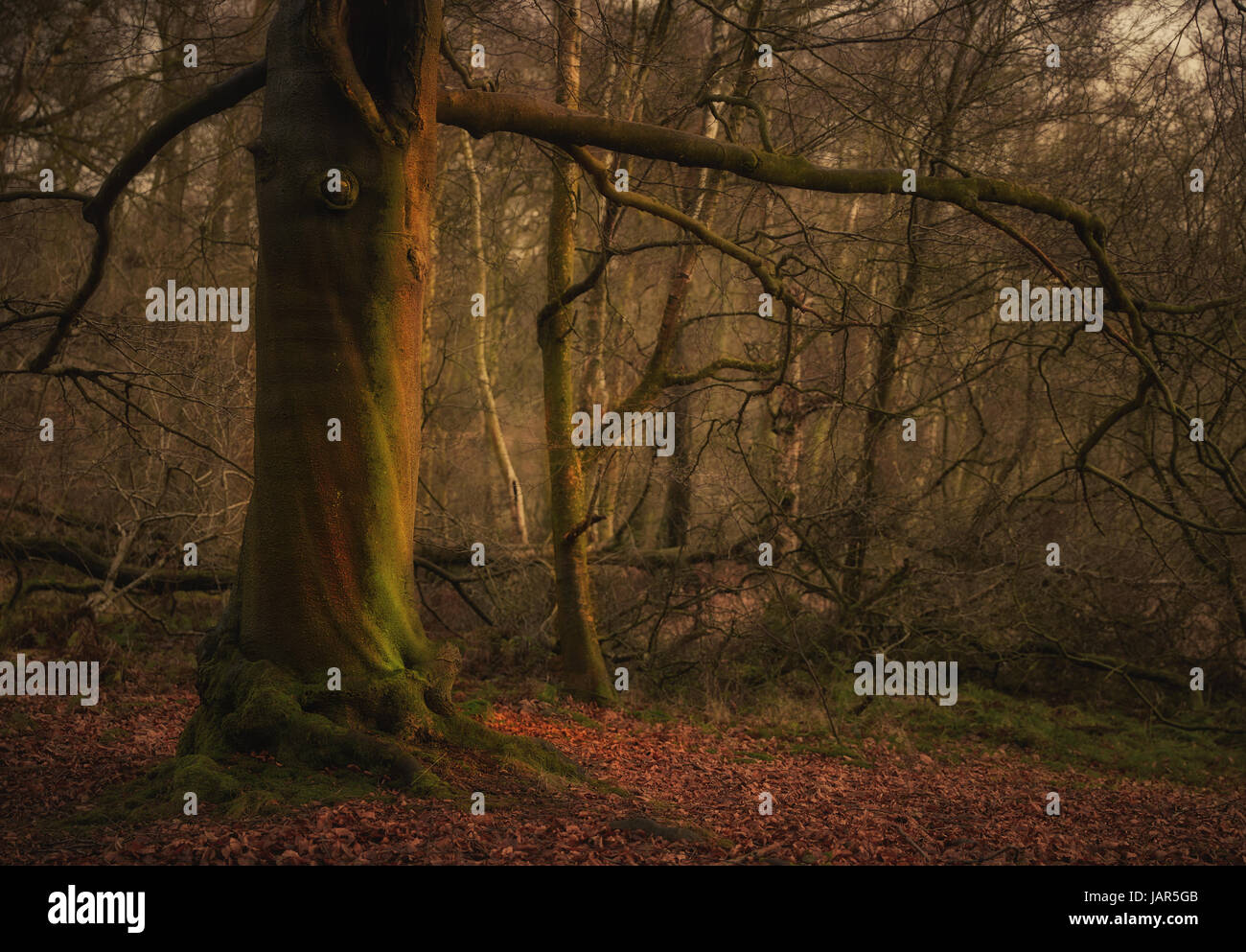 A strange looking “cyclops” tree catches the evening sun in a Washburn Valley beech wood. Stock Photo