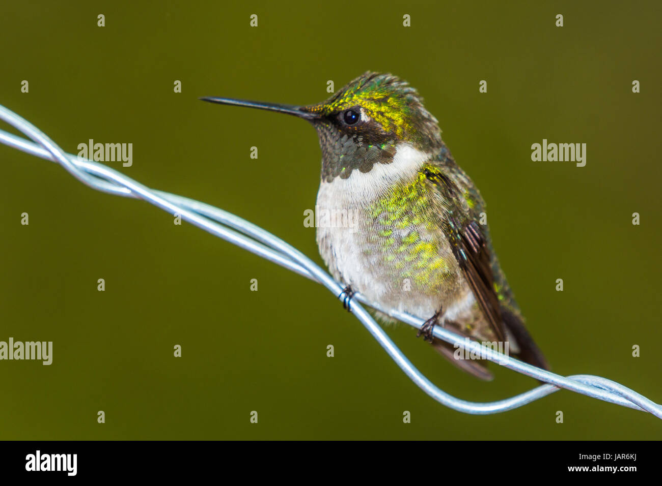 Ruby throated hummingbird (Archilochus colubris) perched on a wire Stock Photo