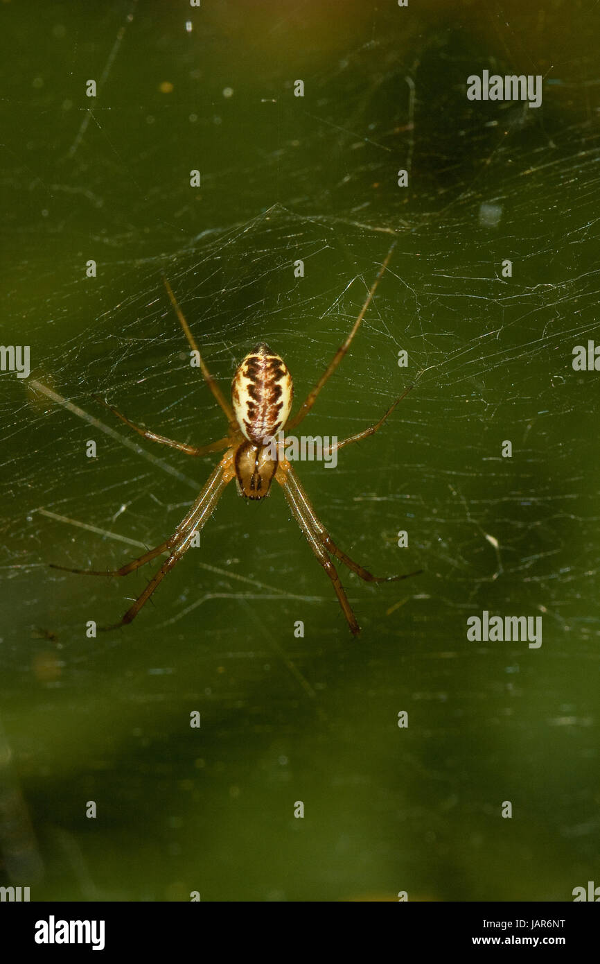 Baldachinspinne Linyphia triangularis im Netz Stock Photo - Alamy