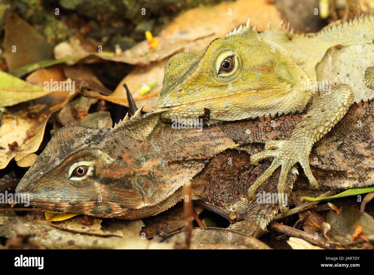 A Monitor Lizard giving a love bite during a courtship ritual in Australia. Stock Photo