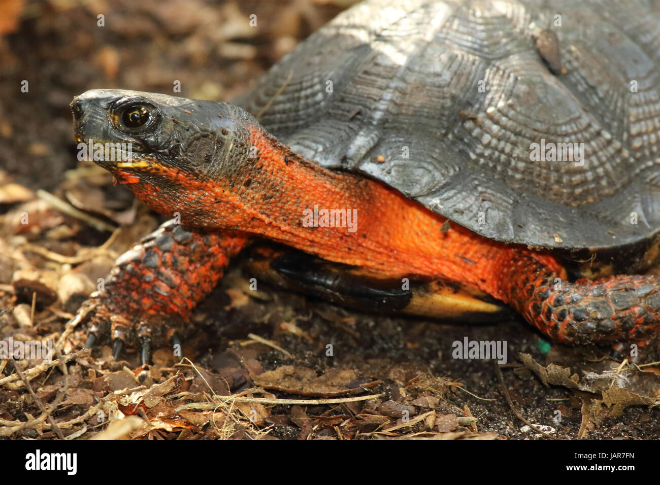 The aggressive pose of a box turtle Stock Photo Alamy