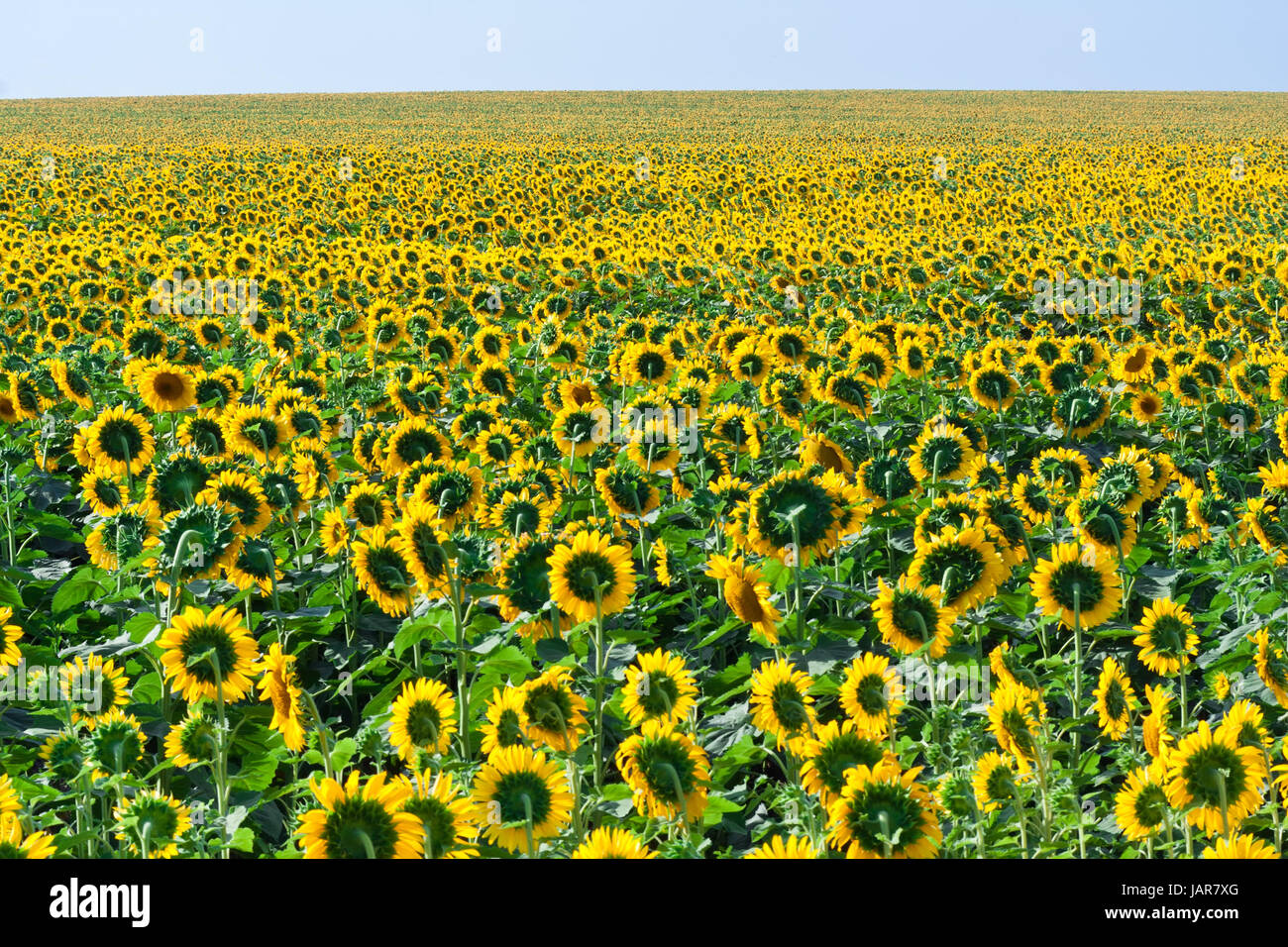 Beautiful blooming field of sunflowers under blue sky Stock Photo - Alamy