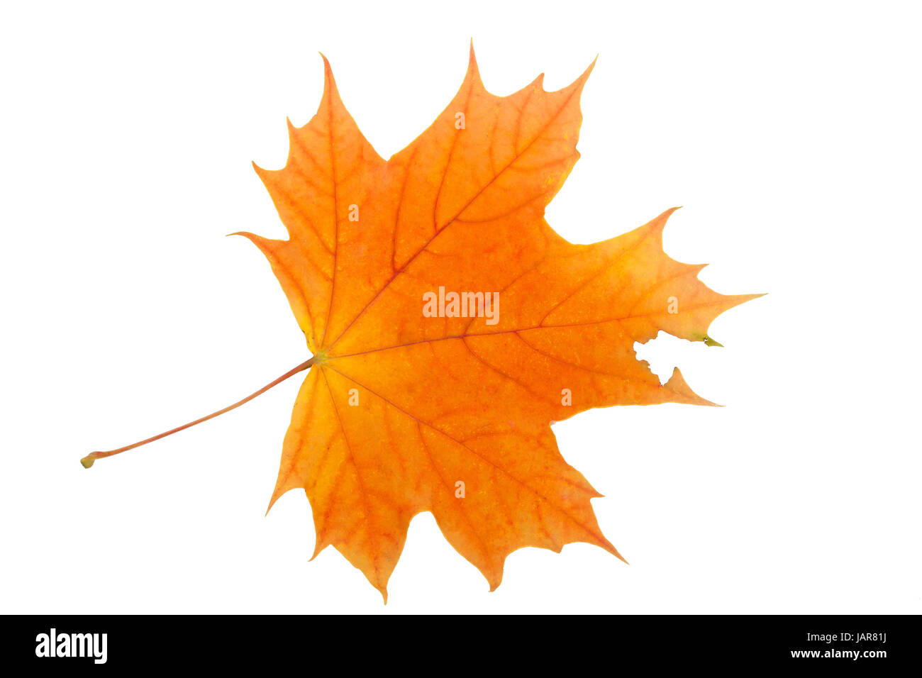 Beautiful maple leaf isolated on white background Stock Photo - Alamy